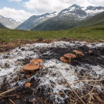 Alpine mycoremediation process