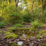 Backyard Micro-Forestry