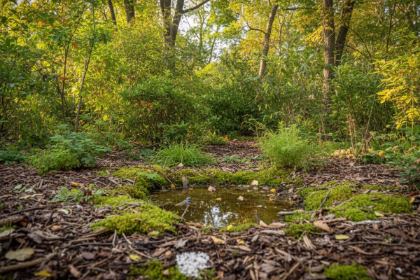 Backyard Micro-Forestry